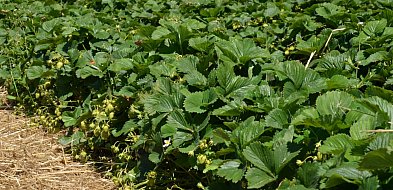 Intensywne opady śniegu pomogły plantatorom truskawek