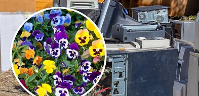Kartuzy. Przywieź elektroodpady, a dostaniesz kwiaty
