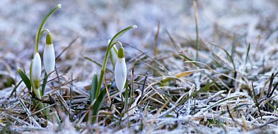 Najbliższa noc będzie wyjątkowo chłodna. Ostrzeżenie przed przymrozkami