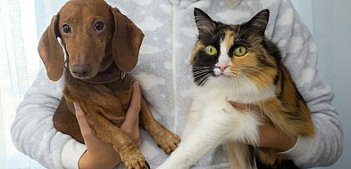 Żukowo chce wprowadzić darmową kastrację i czipowanie zwierząt właścicielskich