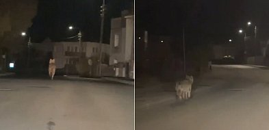 Wilk widziany w nocy na ul. Prokowskiej w Kartuzach! "Byłem w szoku"