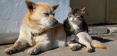 Somonino chce przeciwdziałać bezdomności zwierząt. Wkrótce akcja czipowania