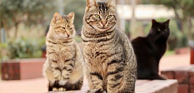 Somonino. Gmina sfinansuje kastrację zwierząt - rusza nabór wniosków