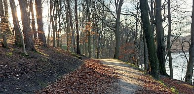 Kartuzy. Leśnicy posadzą lipy w miejscu ściętych drzew nad Jez. Klasztornym