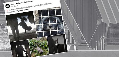 Onet o fermie lisów i norek w Leźnie. "Zwierzęta cierpią zawsze..."