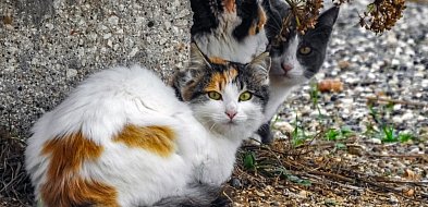 Chmielno. Rusza program kastracji kotów wolno żyjących. Można składać wnioski
