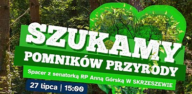 Jak chronić potężne, wielowiekowe drzewa przed cichą wycinką?
