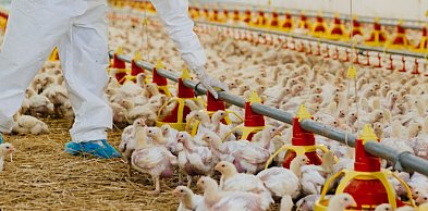 Ponad miliard złotych wypłacono hodowcom drobiu w ramach odszkodowań