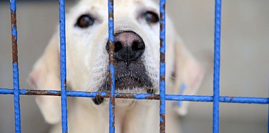 W tym roku ma się odbyć audyt wszystkich schronisk w Polsce