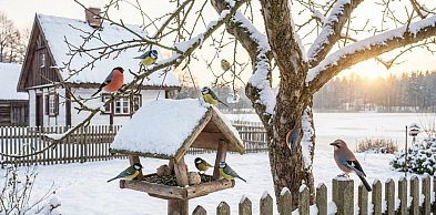 Jak radzą sobie ptaki na Kaszubach i jak możemy im mądrze pomóc?