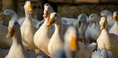 Kolejny przypadek ptasiej grypy w pow. kartuskim. 19 tys. kaczek do uboju