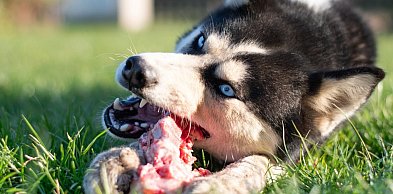 Siberian Husky: biegacz, który nie zna słowa „stop”