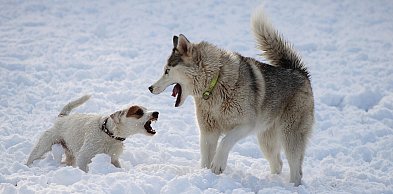 Nie wypuszczaj psa bez nadzoru. Gmina Chmielno i Park Krajobrazowy apelują