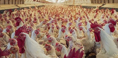 Kolejne restrykcje dla hodowców drobiu w związku z ptasią grypą