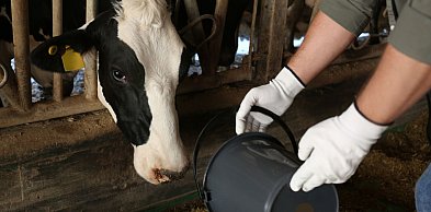 O chorobach zagrażających produkcji zwierzęcej. Bezpłatne szkolenie