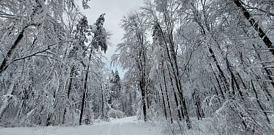 Ciężki śnieg na gałęziach. Nadleśnictwo ostrzega - jest niebezpiecznie