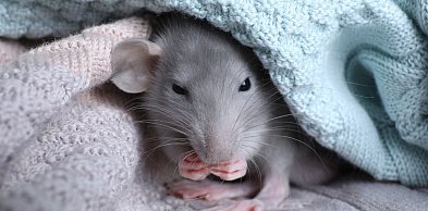 Fenomen szczura domowego