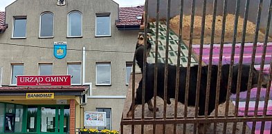 Somonino będzie dalej współpracować z kontrowersyjnym schroniskiem?