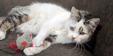 Mruczy od pierwszego dotyku – idealna kotka czeka na swojego człowieka