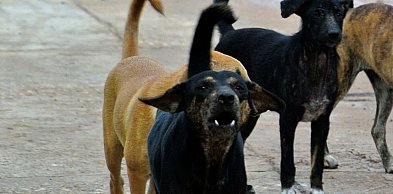 Będzie obowiązek czipowania psów? Jest projekt przepisów w tej sprawie