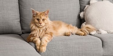 Dlaczego wszyscy kochają Maine Coony?