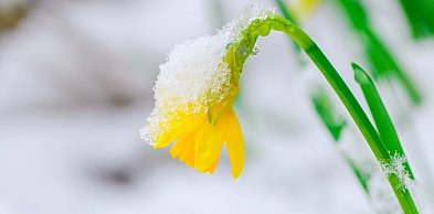 Przedwiośnie w ogrodzie, wielkie przebudzenie