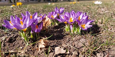 Nareszcie powiew wiosny. Oto prognozy na kolejne dni