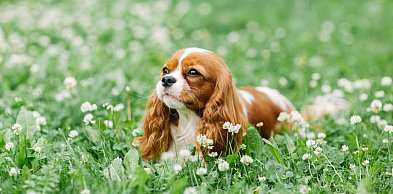 Dlaczego Cavalier King Charles Spaniel to pies-przytulanka na etacie?