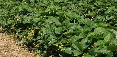 Intensywne opady śniegu pomogły plantatorom truskawek