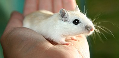 Myszoskoczek, pustynny ninja. Mały i zwinny domownik