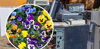 Kartuzy. Przywieź elektroodpady, a dostaniesz kwiaty