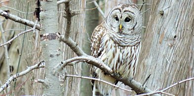 Kartuzy. Sprawdzą "co w lesie huczy". Nasłuchiwanie sów, spacer i ognisko