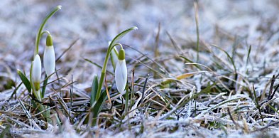 Najbliższa noc będzie wyjątkowo chłodna. Ostrzeżenie przed przymrozkami
