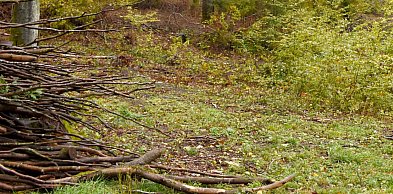 Raport: rośnie powierzchnia lasów w metropoliach