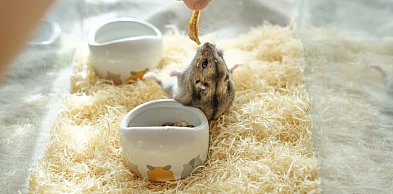 Dżungarek: Mały inżynier z wielkimi policzkami