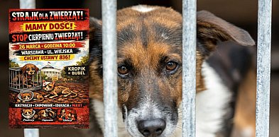 Jutro protest przed Sejmem. Organizacje apelują: Mamy dość cierpienia zwierząt!