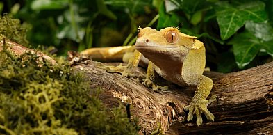 Gekon Orzęsiony: jaszczurka dla leniwych, która zamiast ognia woli owocowy pudding