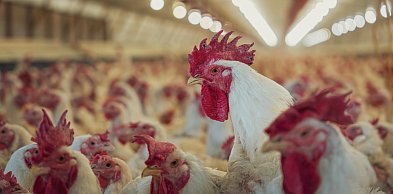 Dobra wiadomość dla hodowców drobiu. Zakazy właśnie przestały obowiązywać