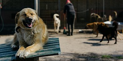 Somonino. Dzień Zwierząt Bezdomnych. Trwa zbiórka karmy i akcesoriów