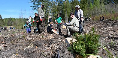 Posadź las wspólnie z kartuskimi leśnikami. Trwają zgłoszenia