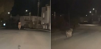 Wilk widziany w nocy na ul. Prokowskiej w Kartuzach! "Byłem w szoku"