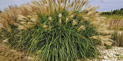 Dlaczego Twój ogród potrzebuje traw ozdobnych