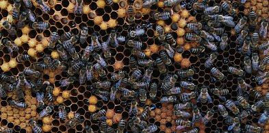 Czopki propolisowe z rokitnikiem - dlaczego warto stosować?