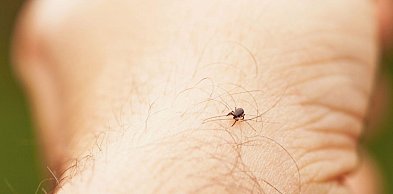 Kleszcze, które biegną do człowieka? Nie wiadomo czy zadomowiły się na stałe