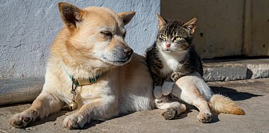 Somonino chce przeciwdziałać bezdomności zwierząt. Wkrótce akcja czipowania