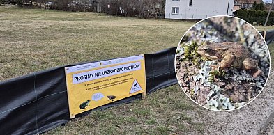 W Mirachowie stoją specjalne płotki. Mają ograniczyć śmiertelność płazów