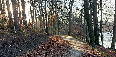 Kartuzy. Leśnicy posadzą lipy w miejscu ściętych drzew nad Jez. Klasztornym