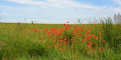 Żukowo. Można już zgłaszać do konkursu piękne wsie i zadbane zagrody