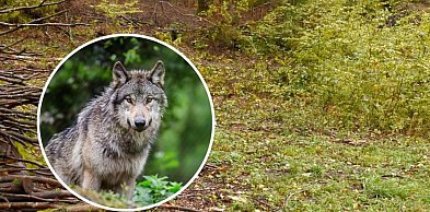 Kaszubski Park Krajobrazowy będzie monitorował zachowania wilków