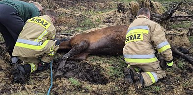 Strażacy z Dzierżążna uratowali konia, który ugrzązł w bagnie
